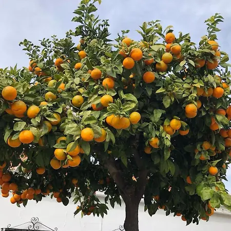Modern 4-person With Pool & Indoor Parking 埃斯特波纳